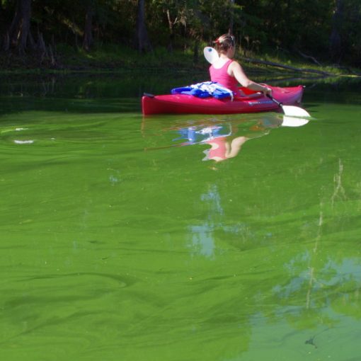 Slime on the Santa Fe River