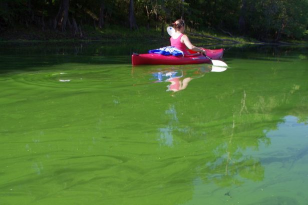 Slime on the Santa Fe River