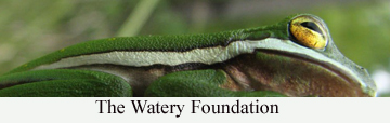 Watery Foundation copy In: The Cost Of Florida Water | Our Santa Fe River, Inc. (OSFR) | Protecting the Santa Fe River