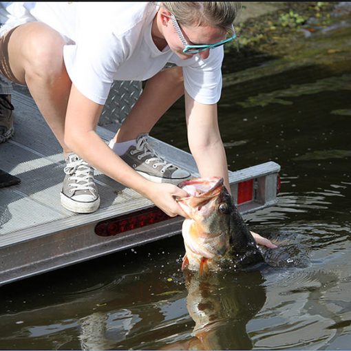 blackbass