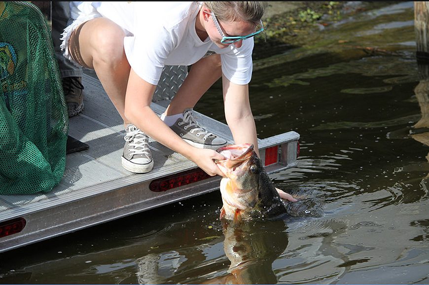 blackbass