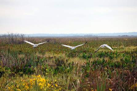 cranes