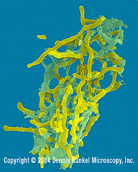 fecal coliform