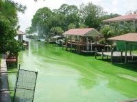 fl green algae lg1 In: Federal EPA Agrees to Act to Protect Florida's Public Waters | Our Santa Fe River, Inc. (OSFR) | Protecting the Santa Fe River