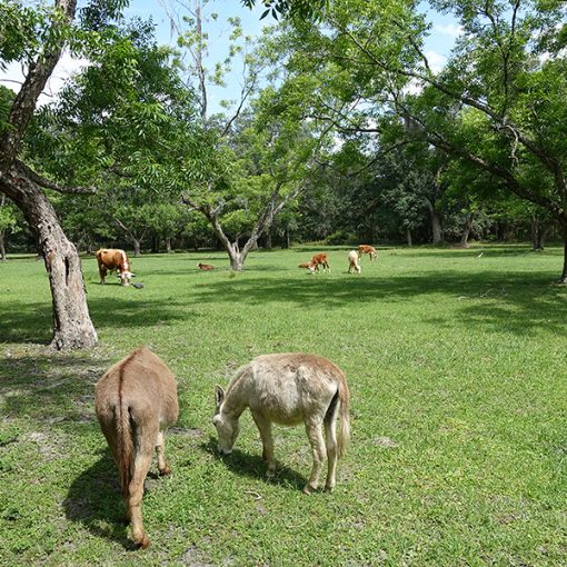 hawthornerural In: Rural Florida Residents Strike Out When Their Own Commissioner Pitches a Big Development | Our Santa Fe River, Inc. (OSFR) | Protecting the Santa Fe River