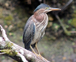 little blue heron falmouth In: Fall Back. Save Water, Save Money | Our Santa Fe River, Inc. (OSFR) | Protecting the Santa Fe River