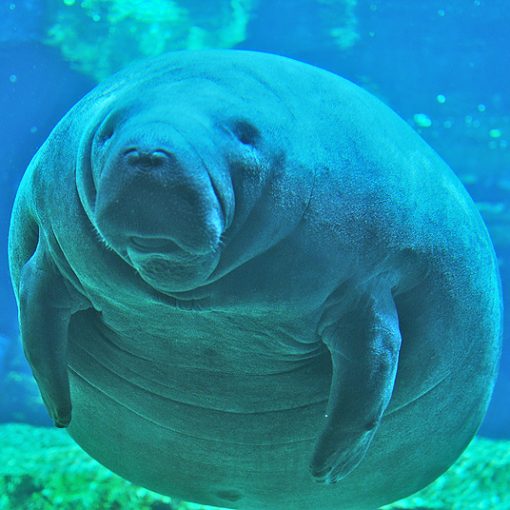 manatee1