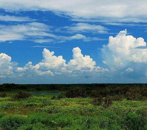 paynes prairie panorama tammy gray In: DEP Steverson Persists In His Mission | Our Santa Fe River, Inc. (OSFR) | Protecting the Santa Fe River