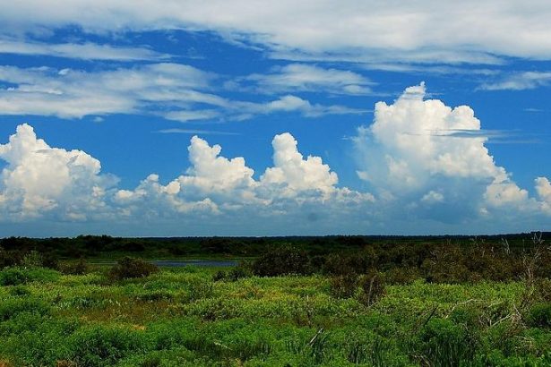 paynes prairie panorama tammy gray In: DEP Steverson Persists In His Mission | Our Santa Fe River, Inc. (OSFR) | Protecting the Santa Fe River