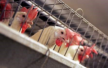 wonser-chicken
