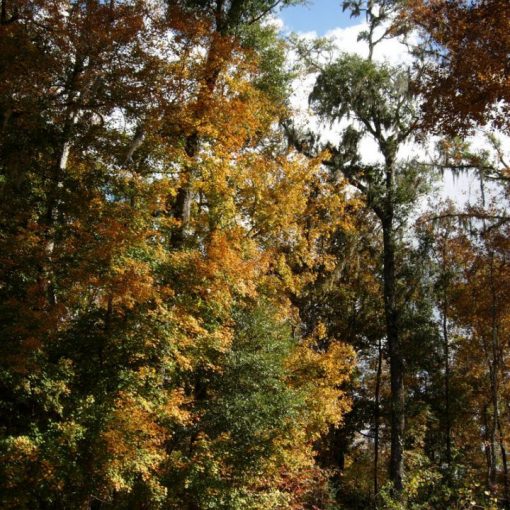 woodsforpost1 In: How Do You Want Your State Parks to be Used? | Our Santa Fe River, Inc. (OSFR) | Protecting the Santa Fe River